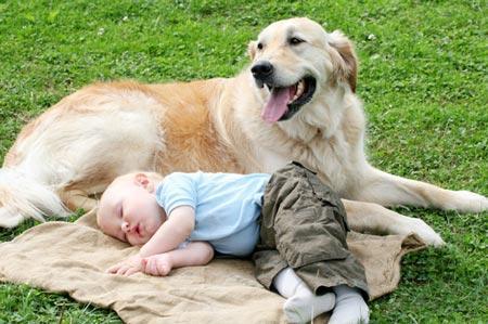 bebe perro mascota BEBÉS Y PERROS.