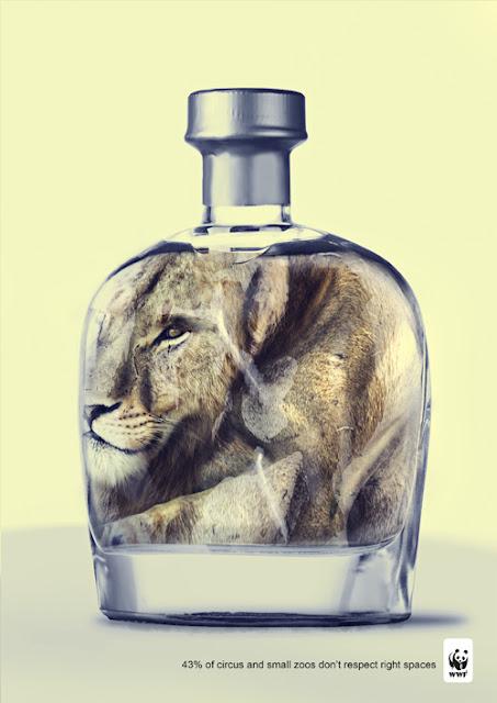 Un gran león en un pequeño espacio