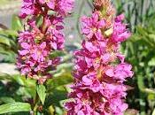 Frailecillo salicaria