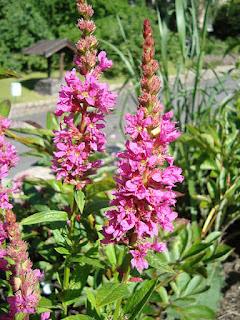 Frailecillo o salicaria