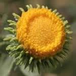 fotos plantas Grindelia