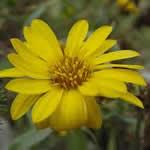 fotos plantas Grindelia