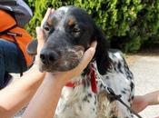 setter Etxaurri estan casa acogida