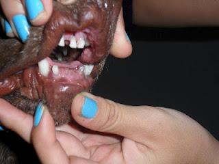 ESTADO PÉSIMO, BRACA SIN DIENTES, DESNUTRIDA, DESHIDRATADA, COJA, EN SEVILLA. URGENTE AYUDA!!