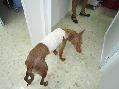 Acogida urgente para dos perros enfermos. URGENTE! SEVILLA‏