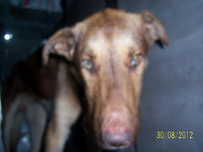 Acogida urgente para dos perros enfermos. URGENTE! SEVILLA‏