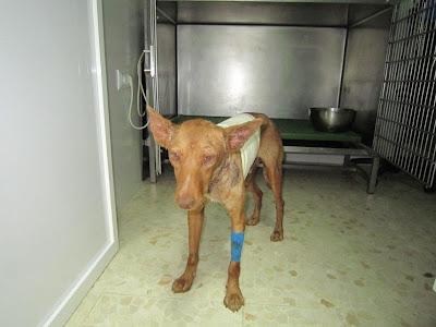 Acogida urgente para dos perros enfermos. URGENTE! SEVILLA‏