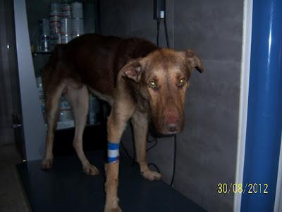 Acogida urgente para dos perros enfermos. URGENTE! SEVILLA‏