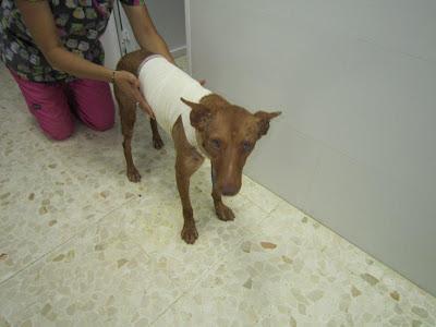 Acogida urgente para dos perros enfermos. URGENTE! SEVILLA‏