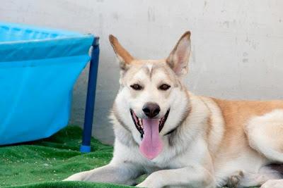 Sultán, precioso mestizo de akita inu. (Madrid) Urgente!!!!!