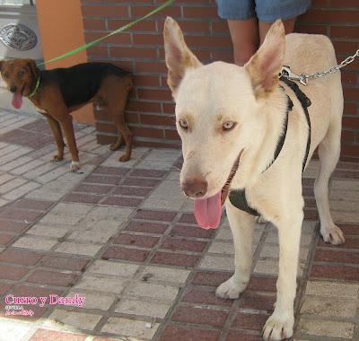 CURRO Y DANDY, VAGANDO MESES POR LAS CALLES Y GOLPEADOS. (SEVILLA)
