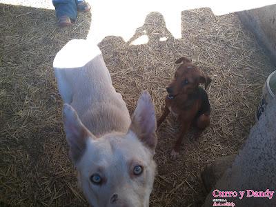 CURRO Y DANDY, VAGANDO MESES POR LAS CALLES Y GOLPEADOS. (SEVILLA)