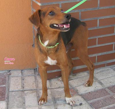 CURRO Y DANDY, VAGANDO MESES POR LAS CALLES Y GOLPEADOS. (SEVILLA)