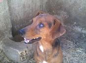 Curro dandy, vagando meses calles golpeados. (sevilla)