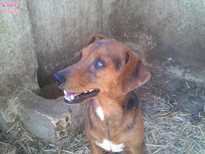 CURRO Y DANDY, VAGANDO MESES POR LAS CALLES Y GOLPEADOS. (SEVILLA)