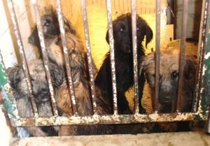 Cachorritos en la perrera de Sevilla. MUY URGENTE!!