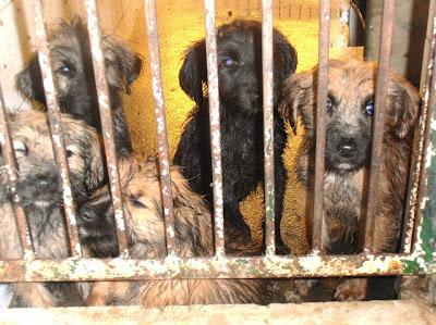 Cachorritos en la perrera de Sevilla. MUY URGENTE!!