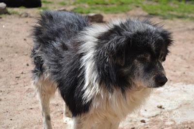 Mimo, viejito y abandonado.