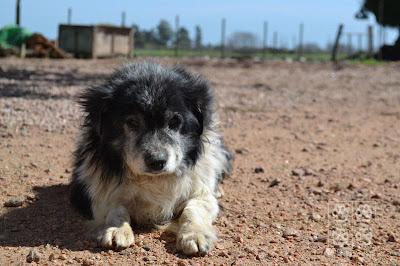 Mimo, viejito y abandonado.