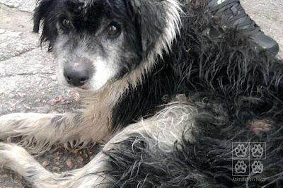 Mimo, viejito y abandonado.