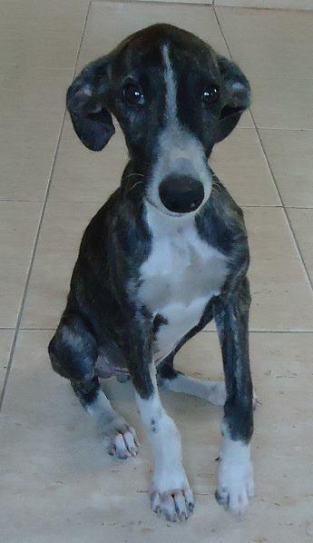 Esta preciosidad es Corwell, un galguito de entre 4 y 5 meses que busca hogar.