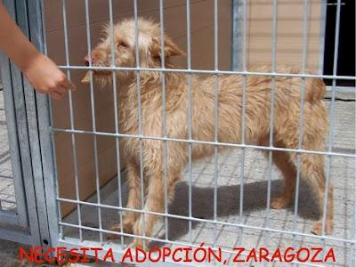 PODENCO MACHO EN ADOPCIÓN EN MOVERA!!! (ZARAGOZA)