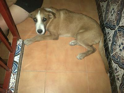 Mestizo de mastin y galgo, en la calle. (SEVILLA)