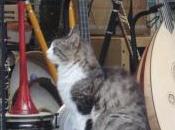 Estambul estaba llena gatos