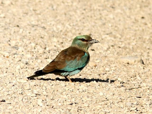 DE CARRACAS Y PÁGALOS YA ESTOY DE VUELTA