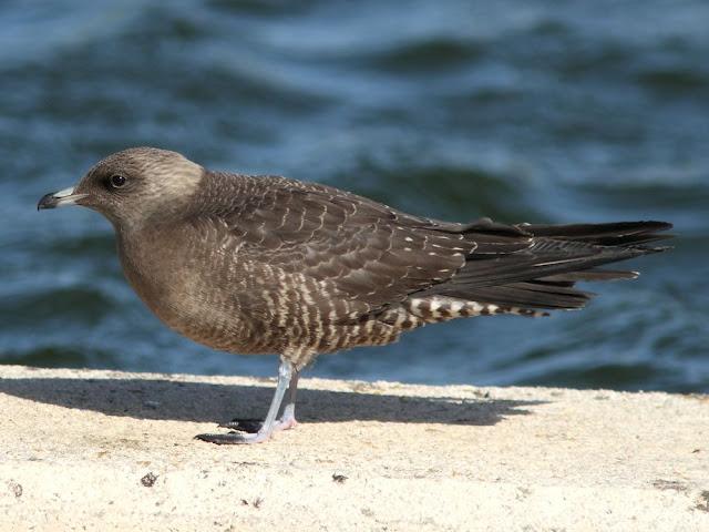 DE CARRACAS Y PÁGALOS YA ESTOY DE VUELTA