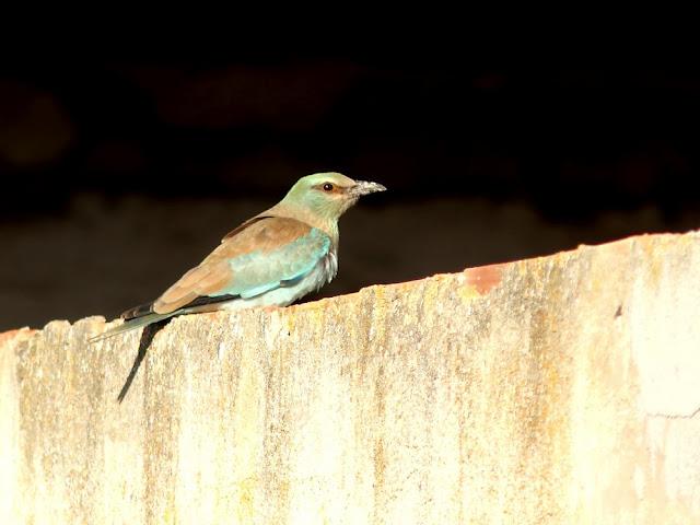 DE CARRACAS Y PÁGALOS YA ESTOY DE VUELTA