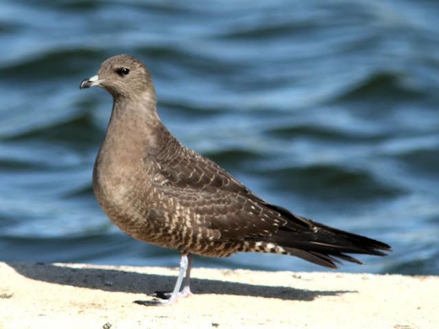 DE CARRACAS Y PÁGALOS YA ESTOY DE VUELTA