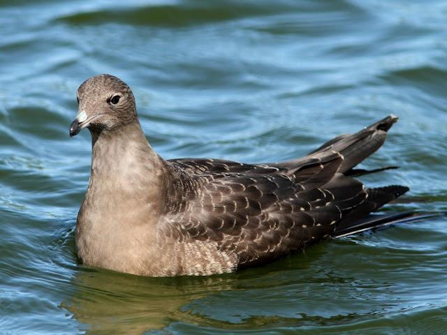DE CARRACAS Y PÁGALOS YA ESTOY DE VUELTA