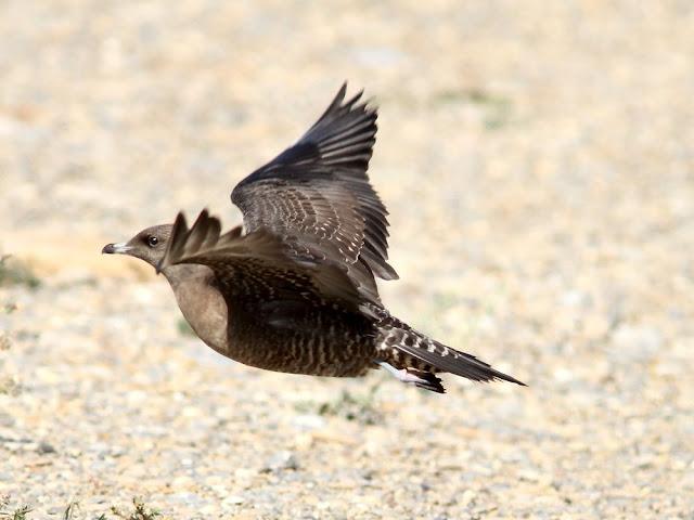 DE CARRACAS Y PÁGALOS YA ESTOY DE VUELTA