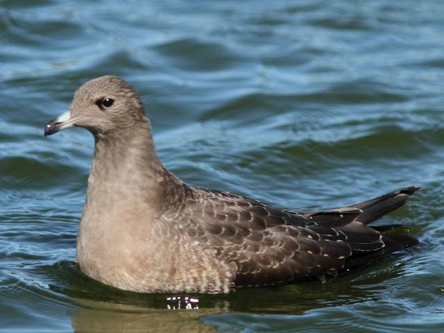 DE CARRACAS Y PÁGALOS YA ESTOY DE VUELTA