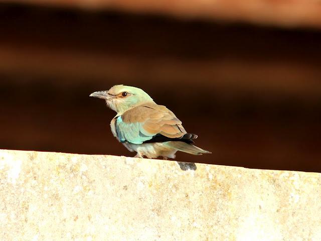 DE CARRACAS Y PÁGALOS YA ESTOY DE VUELTA