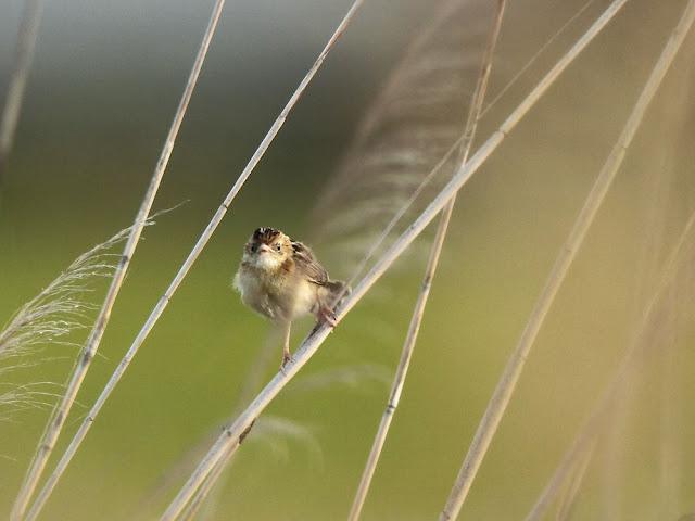 DE CARRACAS Y PÁGALOS YA ESTOY DE VUELTA