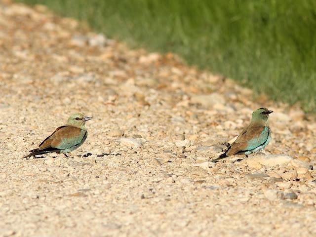 DE CARRACAS Y PÁGALOS YA ESTOY DE VUELTA
