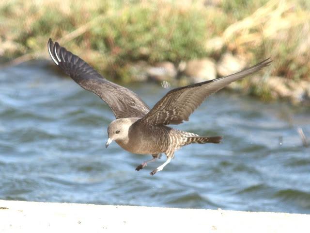 DE CARRACAS Y PÁGALOS YA ESTOY DE VUELTA