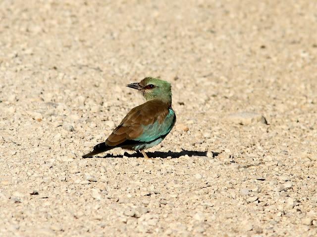 DE CARRACAS Y PÁGALOS YA ESTOY DE VUELTA
