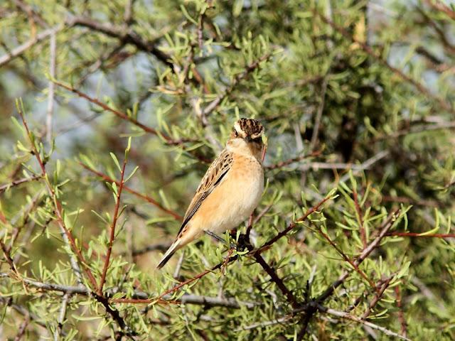 DE CARRACAS Y PÁGALOS YA ESTOY DE VUELTA