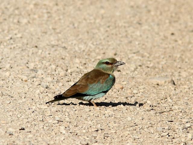 DE CARRACAS Y PÁGALOS YA ESTOY DE VUELTA