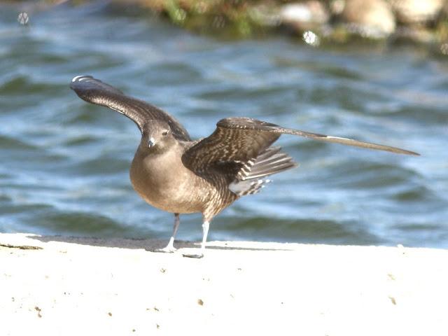 DE CARRACAS Y PÁGALOS YA ESTOY DE VUELTA