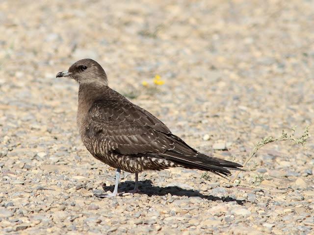 DE CARRACAS Y PÁGALOS YA ESTOY DE VUELTA