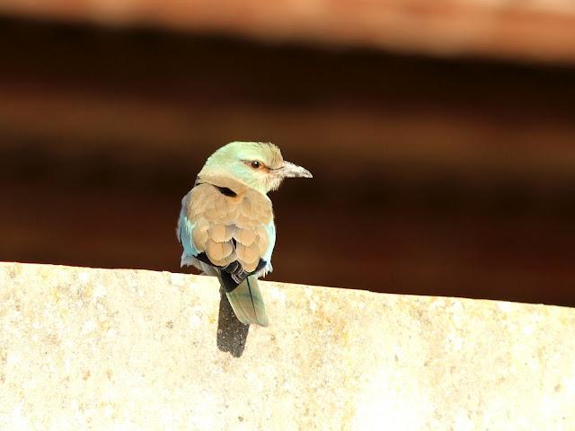 DE CARRACAS Y PÁGALOS YA ESTOY DE VUELTA