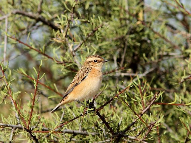 DE CARRACAS Y PÁGALOS YA ESTOY DE VUELTA