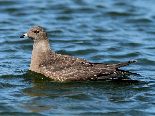 DE CARRACAS Y PÁGALOS YA ESTOY DE VUELTA