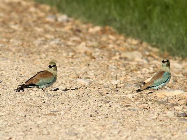 DE CARRACAS Y PÁGALOS YA ESTOY DE VUELTA