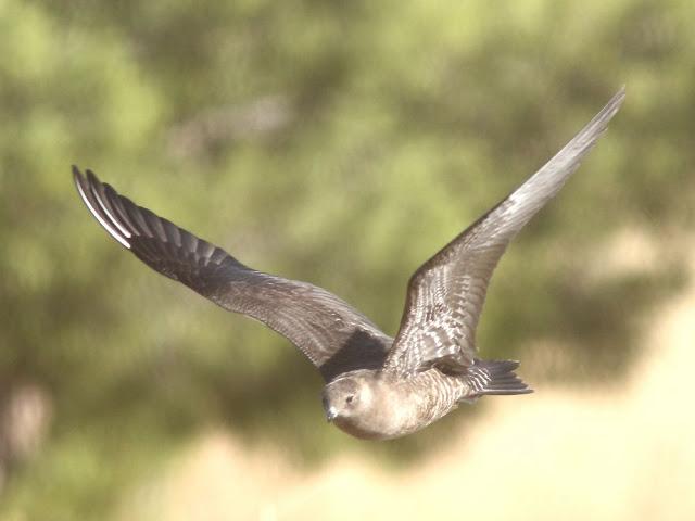 DE CARRACAS Y PÁGALOS YA ESTOY DE VUELTA