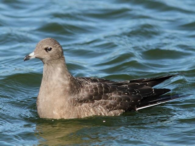 DE CARRACAS Y PÁGALOS YA ESTOY DE VUELTA